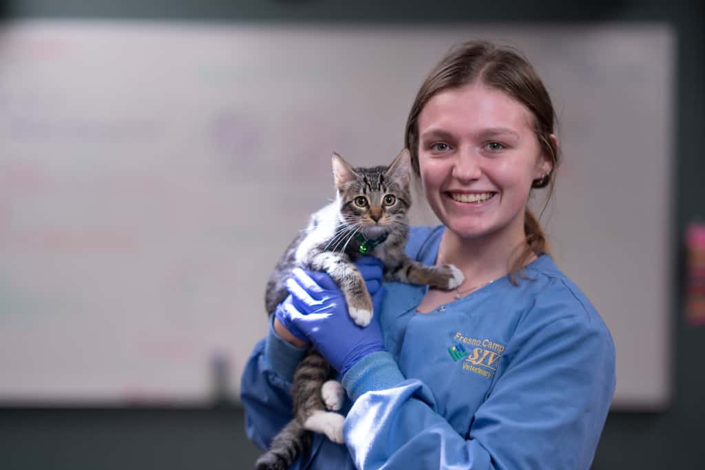  How To Become A Vet Assistant Career Guide